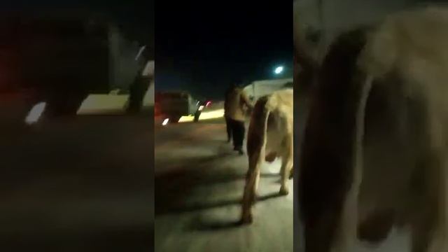 Последние взвешивание перед забоем!Забой быка 720 кг смотреть онлайн