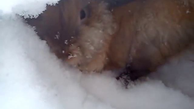 Домашний кролик роет себе нору смотреть онлайн