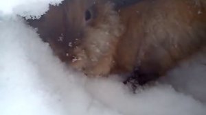 Домашний кролик роет себе нору