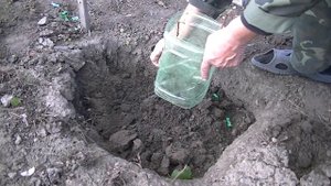 Обрезка и укрытие однолетних кустов винограда