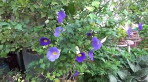 Grow Bush clock vine || Best plant for summer season || Evergreen heavy blooming blue flower