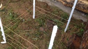 Как приучить свинью к электроизгороди