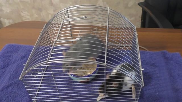 Как познакомить двух крыс - мальчиков? Крыса понимает язык человека)? смотреть онлайн