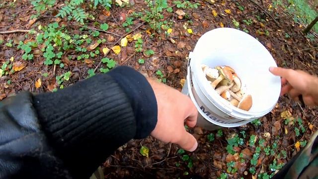 Налибоки Грибы 2020 NEW смотреть онлайн