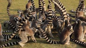 КАК ЖИВУТ ЛЕМУРЫ