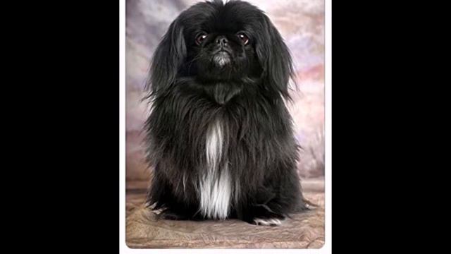 Perritos de raza pequeñas. 8 razas, sus características, temperamento y cuidados. Small breeds dogs смотреть онлайн