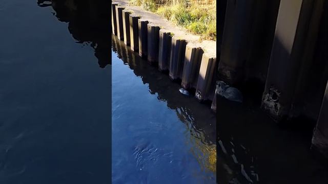 Нутрии. kurwa bober смотреть онлайн