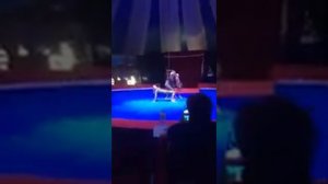 Акробатическое трио