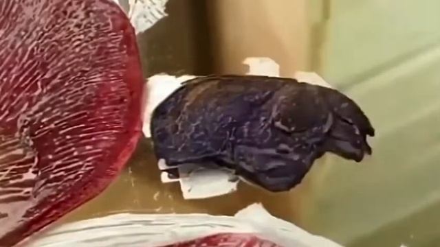 Делаем Тюльпановое Зеркало! Создаём красоту из старого зеркала и высушенных лепестков
