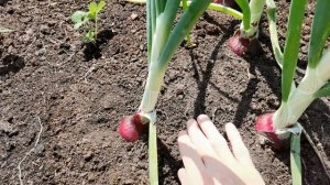 ГИГАНТСКИЙ ЛУК ЭКСИБИШЕН / ЯЛТИНСКИЙ КРАСНЫЙ ЛУК