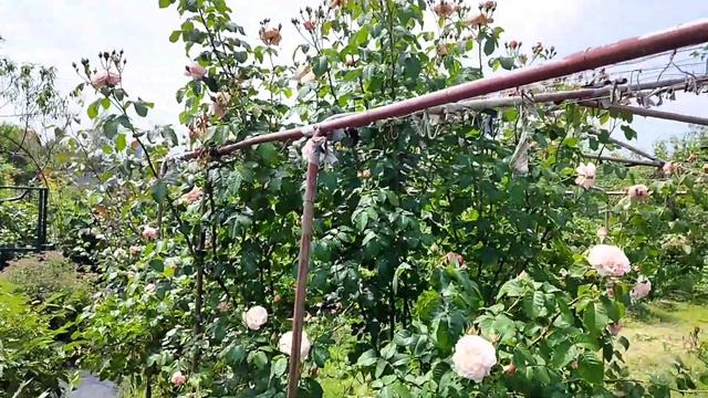 Плетистые розы рекомендую