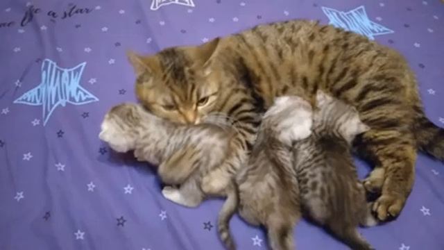 Кошка с котятами (2022) смотреть онлайн