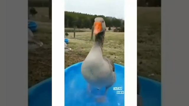 Уточка в тазике с водой