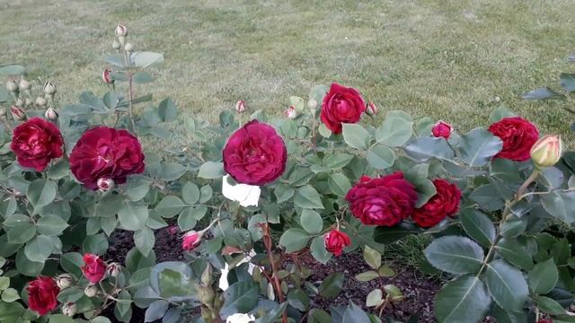 ✿➽ Цветут *удочки* на розах Фальстаф и Шнеевальцер ? 2019 смотреть онлайн