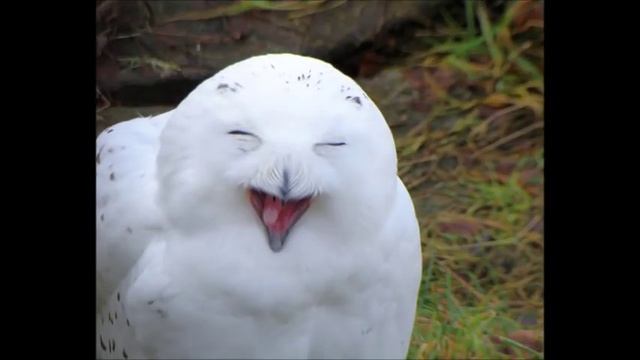 Ура,пятница! смотреть онлайн