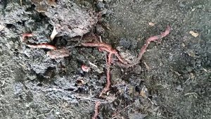 Моя  технология приготовления тёплой грядки, природное земледелие