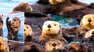 Эти забавные животные  Камчатка