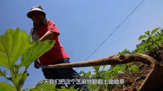 老公嘴馋，非要吃甲鱼炖牛鞭，胖妹气的一口没吃，看胖妹如何整他【陈说美食】 смотреть онлайн