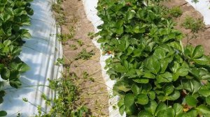 Клубника ВИВАРО, улучшенная Мурано.