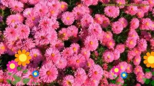 Астра новобельгийская Маджик пинк. Краткий обзор, описание aster novi-belgii Magic Pink
