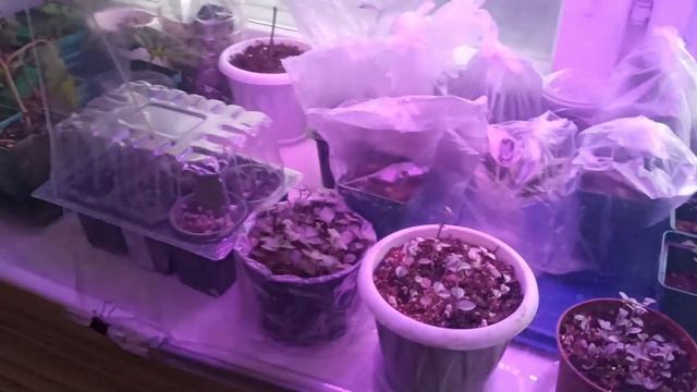 МОЙ РАЦИОН  ПП на 1100кк. ПОЛУФАБРИКАТЫ. ХВАСТЫ -  пальто цветы ТГ канал приглашаю! МИНУС 60кг