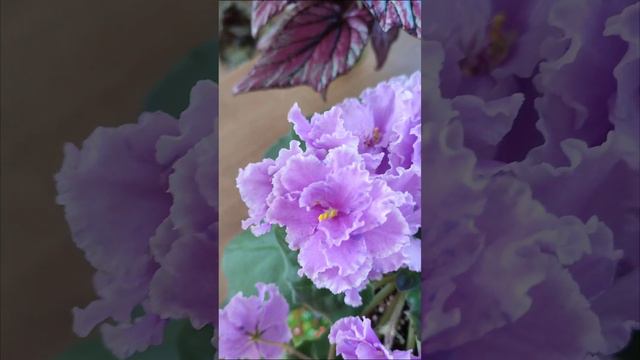 Фиалка Bold Party Girl спорт - одна розетка с марта до сентября... смотреть онлайн