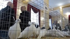 ВЫСТАВКА-ЯРМАРКА ВЫСОКОЛЁТНЫХ ГОЛУБЕЙ г. Александров 11.02.2023 г. #pigeon #голуби