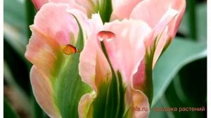 Тюльпан обыкновенный Чайна Таун (tulipa tyulpan) ? обзор: как сажать, луковицы тюльпаны Чайна Таун