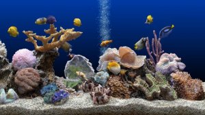 ★ Marine Aquarium ★ UHD Screensaver ★ Blue Ocean ★ 60fps ★