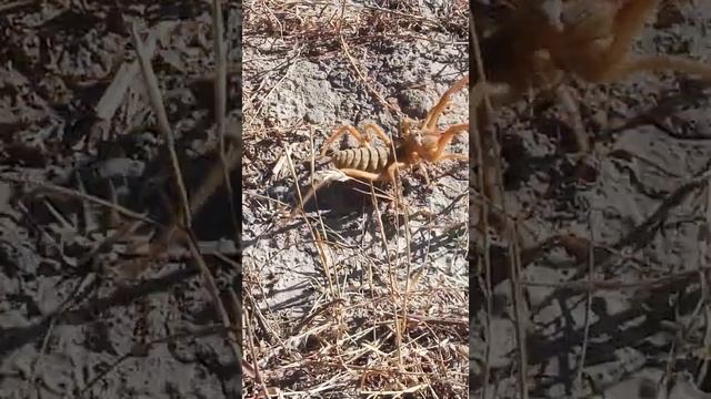 Сольпуга против человек смотреть онлайн