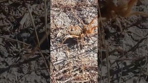 Сольпуга против человек