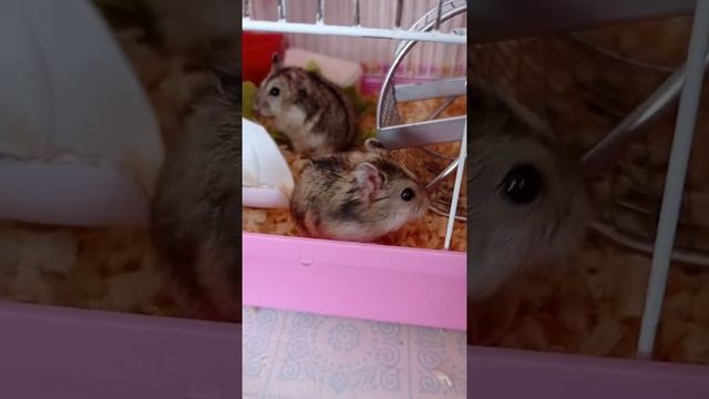 Любопытные маленькие джунгарские хомячки#джунгарскийхомяк #животные #хомячок #топ #love animals