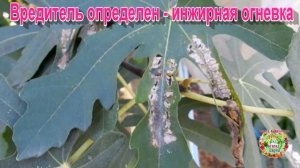 Вредитель определен - инжирная огневка