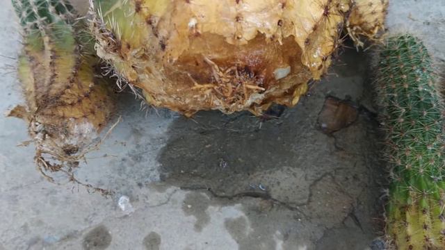 BOCEKLENEN KAKTUSA NE ETMEK LAZIMDI? KAKTUS HAQQINDA. (CACTUS) смотреть онлайн