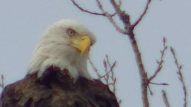 Американский белоголовый орлан ЖИВОТНЫХ ПТИЦЫ смотреть онлайн