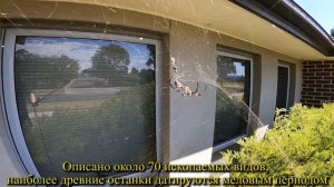197.НЕМНОГО ОБ АВСТРАЛИЙСКИХ УЖАСАХ,жизнь в Австралии,насекомые,пауки,Дмитрий Волжский,в эмиграшке