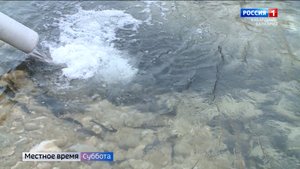 В реку Черек Балкарский выпустили около 170 тысяч мальков каспийского лосося
