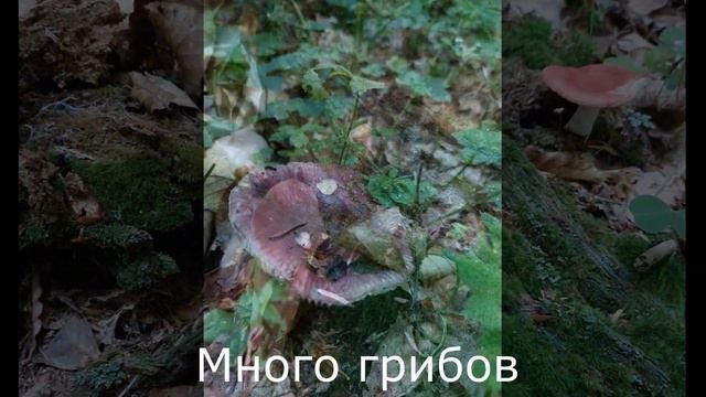 Пхия. Ловля форели.