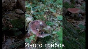 Пхия. Ловля форели.
