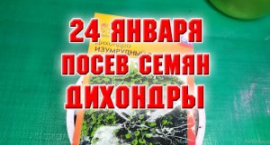 24 января. Посев семян дихондры