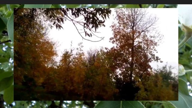 Осенняя прогулка 2023.Autumn Walk 2023. смотреть онлайн