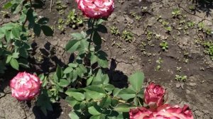 ИСПАНСКИЙ ТАНЕЦ