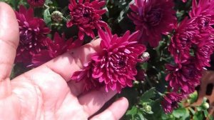 (ОБЗОР)ХРИЗАНТЕМА АСТРА НА РЫНОК