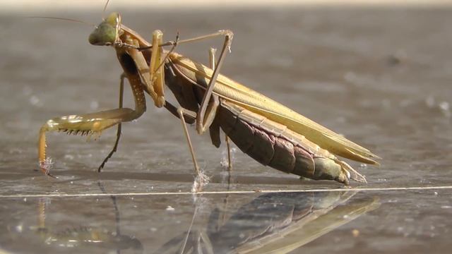 Panasonic HC V700 смотреть онлайн