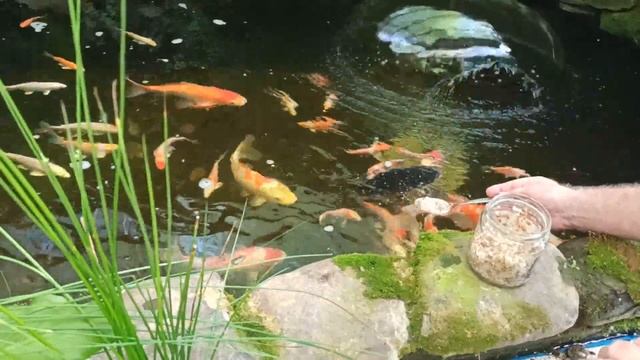 Завтрак для карпов кои смотреть онлайн