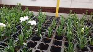 Когда зацветет черенок гвоздики?