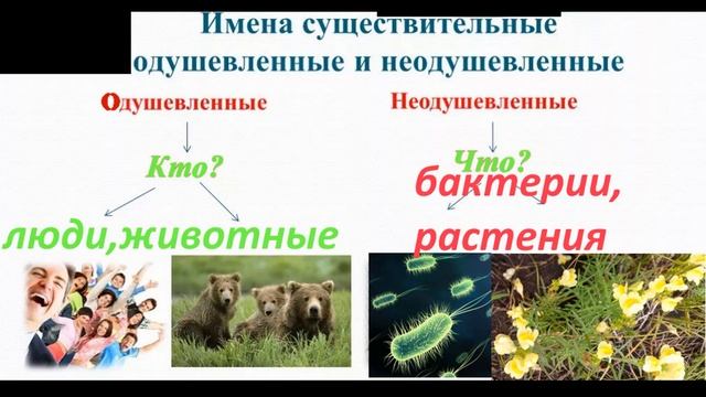 Планета, цветы, деревья живые или мертвые? одушевленные или неодушевленные в русском языке? смотреть онлайн