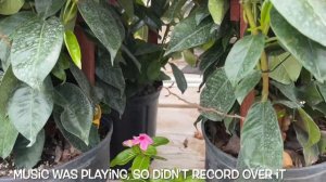 182: Plant Shopping With Me | The Home Depot | NICELY STOCKED | See The Cool Cactus I Scored!