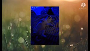 10 фактов о собаки чехуа-хуа