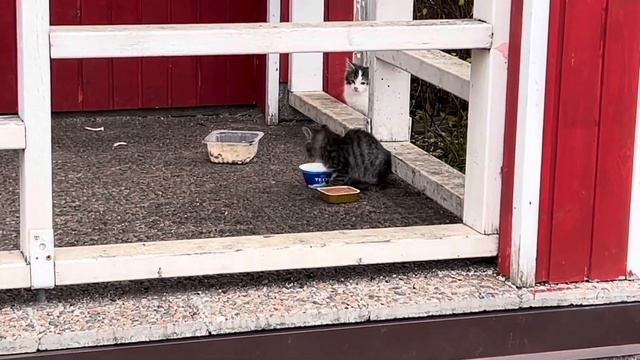 Мои ДРУЗЬЯ впервые ПРОБУЮТ ЙОГУРТ и он им НРАВИТСЯ смотреть онлайн